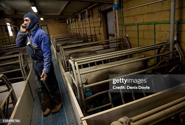 An employee of the Fermin Jamones company takes a call from the farm outside the village of La Alberca on December 14, 2012 near Salamanca, Spain....