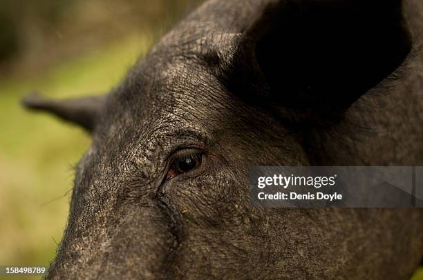 An Iberian Pig feeds on fallen acorns at the farm of Faustino Prieto in the village of Cespedosa on December 14, 2012 near Salamanca, Spain....