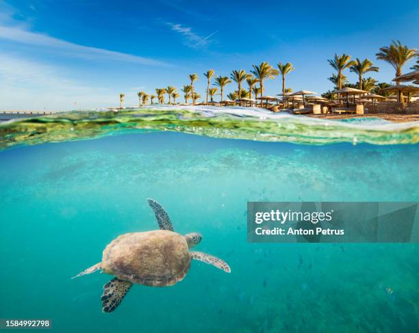 underwater scene with sea turtle and palm trees. snorkeling in red sea, egypt - living coral stock pictures, royalty-free photos & images