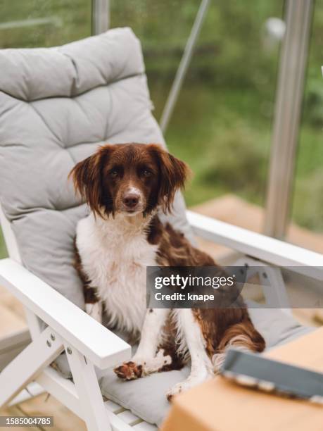 cute dog sitting in greenhouse in garden springer spaniel mix sprocker - springer spaniel imagens e fotografias de stock