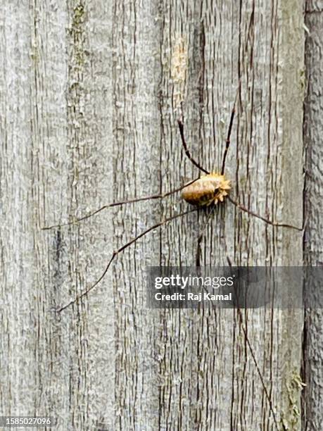 Harvestman Rakes 107 Harvestman Spider Stock Photos, High-Res Pictures, and Images ...