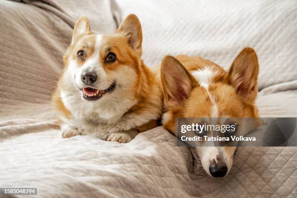 2 adult corgi dogs are lying on the couch, funny, sitting one near other. - due animali foto e immagini stock