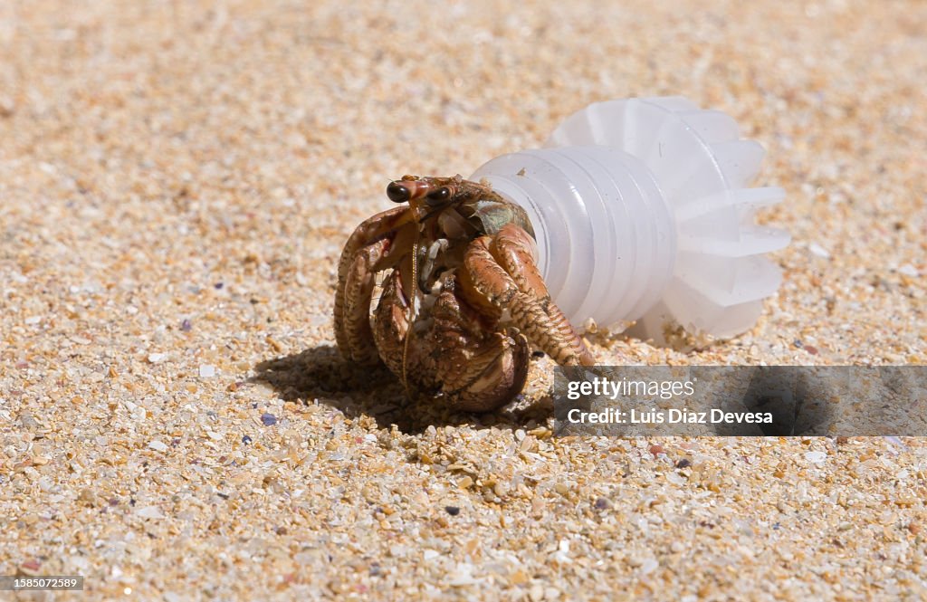 Hermit crab inside a bottle cap
