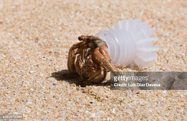 hermit crab inside a bottle cap - hermit crab stockfoto's en -beelden