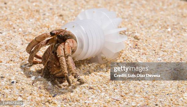 hermit crab inside a bottle cap - hermit crab stockfoto's en -beelden