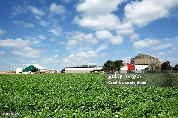 xxl soybean farm - iowa v minnesota stockfoto's en -beelden