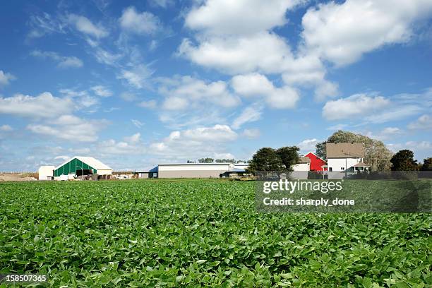 xxl soybean farm - rural illinois stock pictures, royalty-free photos & images