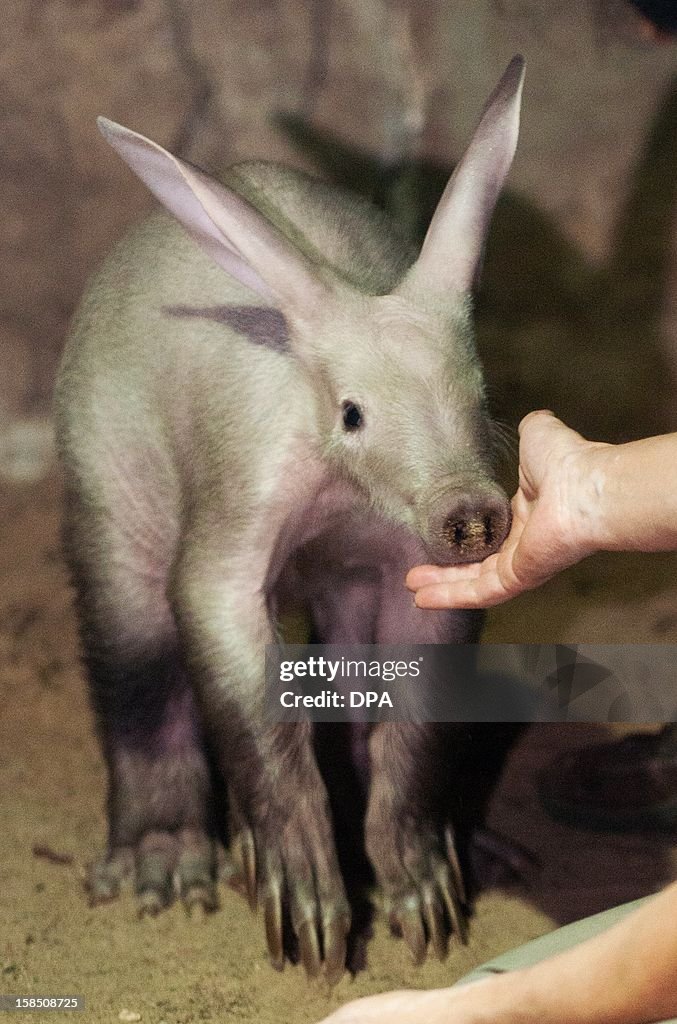 GERMANY-ANIMALS