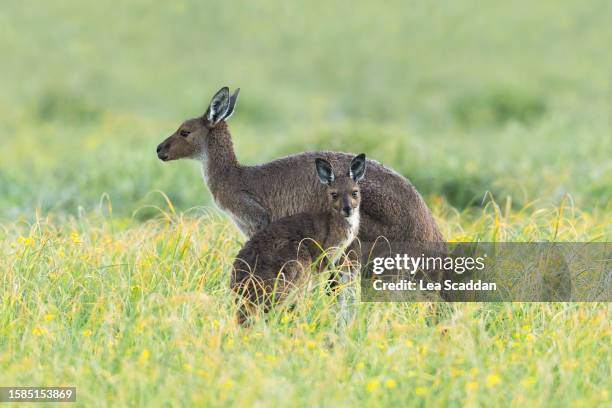 kangaroo and joey after the rain - western grey kangaroo stock pictures, royalty-free photos & images