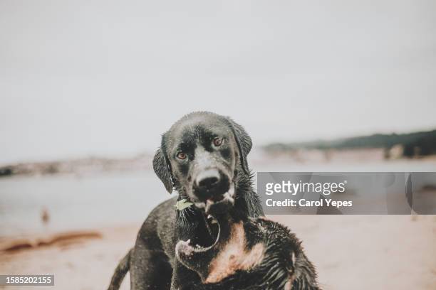 black sheperds fighting at beach - german shepherd angry photos et images de collection