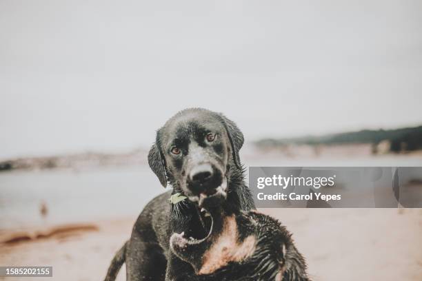 black sheperds fighting at beach - german shepherd bark stock pictures, royalty-free photos & images