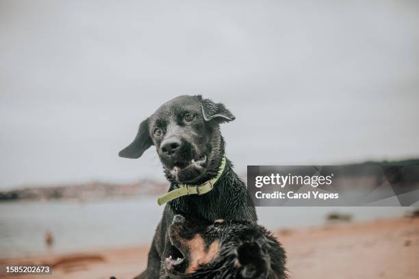 black sheperds fighting at beach - german shepherd angry photos et images de collection