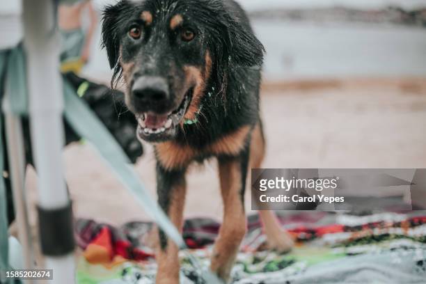 portrait of black shepherd wet and full of sand at beach - snarling stock pictures, royalty-free photos & images