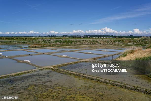 salt marshes of guérande, in morning. - salt basin stock pictures, royalty-free photos & images