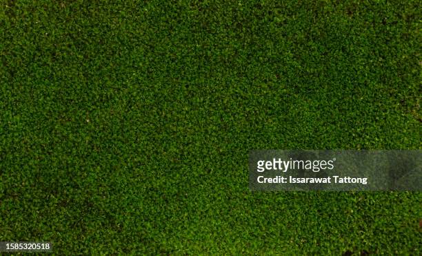 moss green texture. moss background. green moss on grunge texture, background. long web banner - moss background stock pictures, royalty-free photos & images