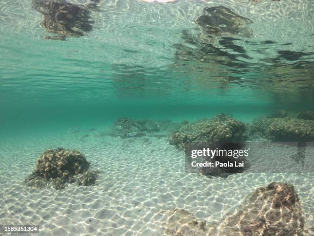 underwater image of the mediterranean sea in summer. - fondale marino foto e immagini stock