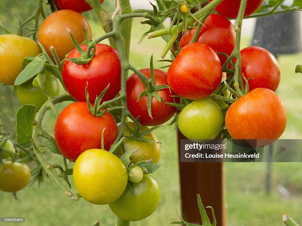 Tomatoes on the vine, growing in a greenhouse