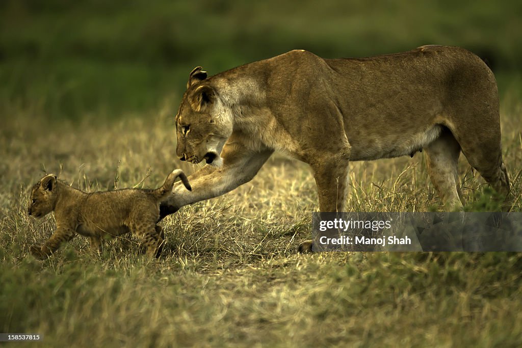 Lioness with cub