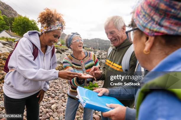 finding colourful shells - animal shell stock pictures, royalty-free photos & images