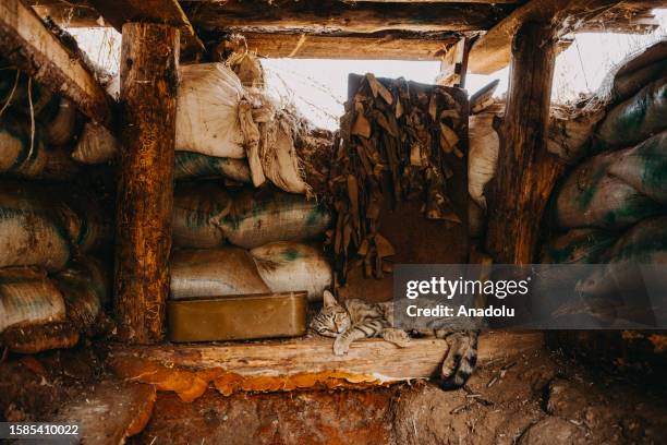 Cat sleeps at the front line positions held by the 24th separate mechanized brigade, named after King Danylo, near New York, Donbass, Ukraine on...