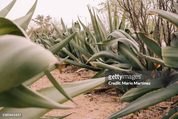agave plantation - mexico stock pictures, royalty-free photos & images