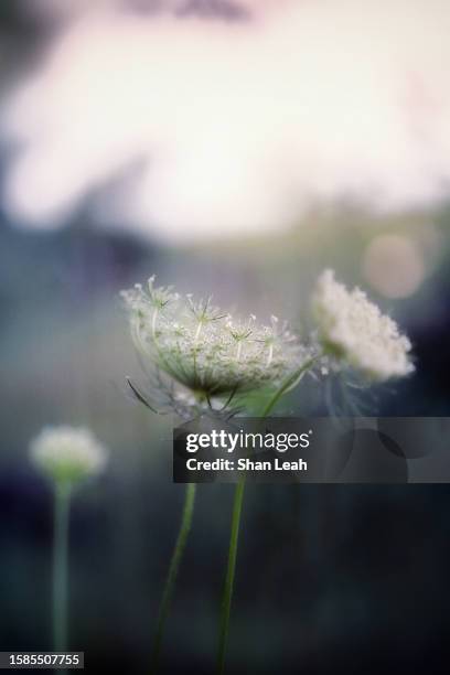 wildflower in field - scotland v united states stock pictures, royalty-free photos & images