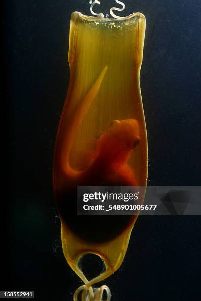 shark's egg - dogfish stock pictures, royalty-free photos & images