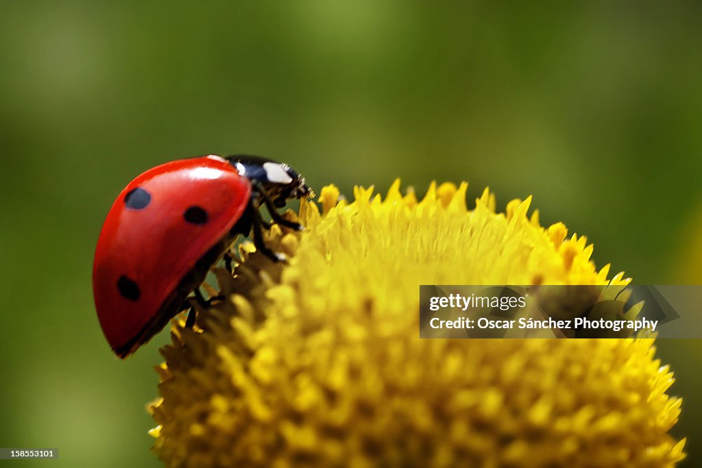 Ladybug hacia la cumbre