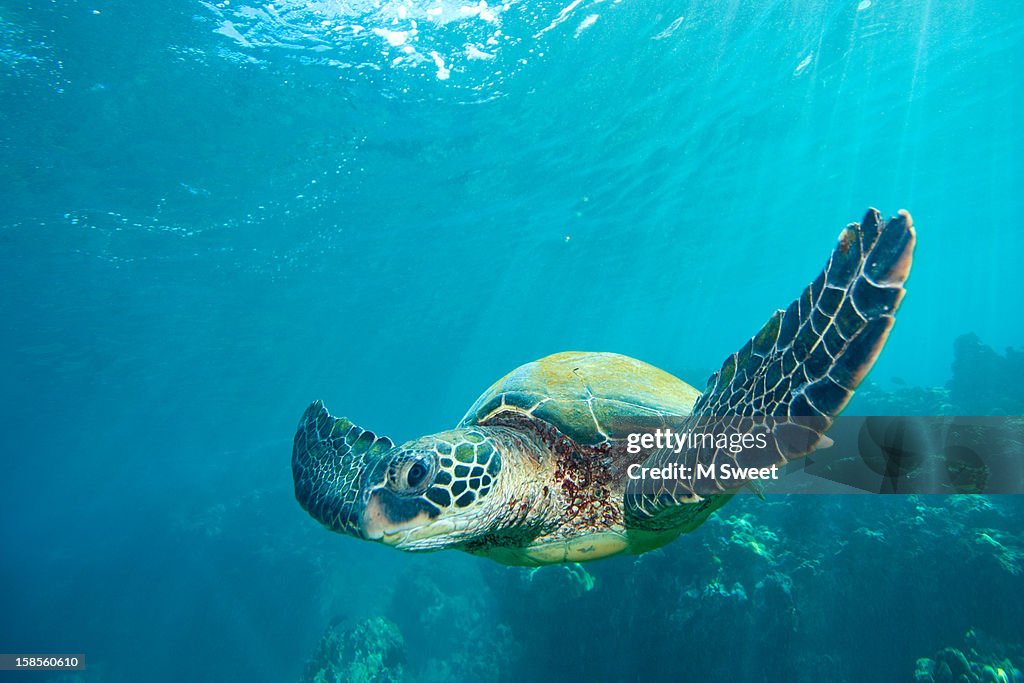 Green sea turtle