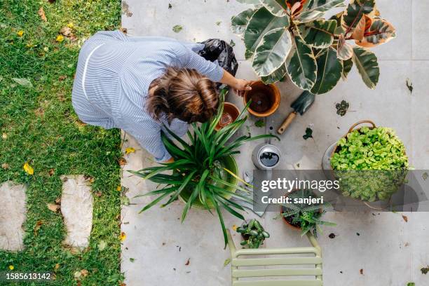 woman taking care of her plants - potted plant top view stock pictures, royalty-free photos & images