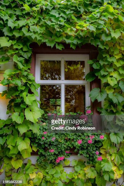 lush foliage window display in rudesheim, germany - rudesheim stock pictures, royalty-free photos & images