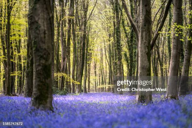 patchy light and bluebells - winchester england stock pictures, royalty-free photos & images