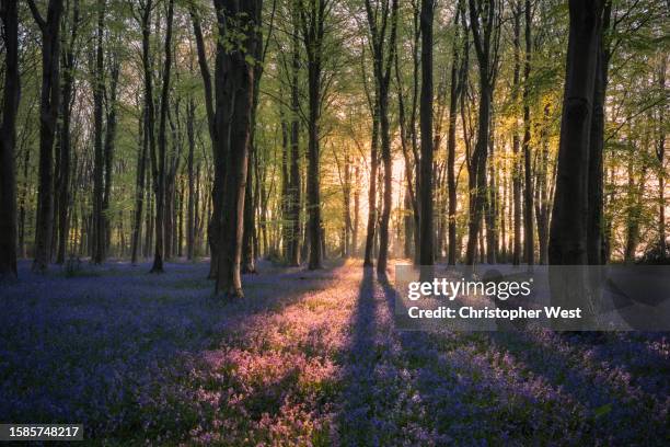 illuminated bluebells - winchester england stock pictures, royalty-free photos & images