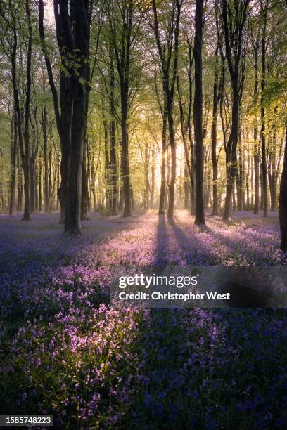 split light and bluebells - wood stock pictures, royalty-free photos & images