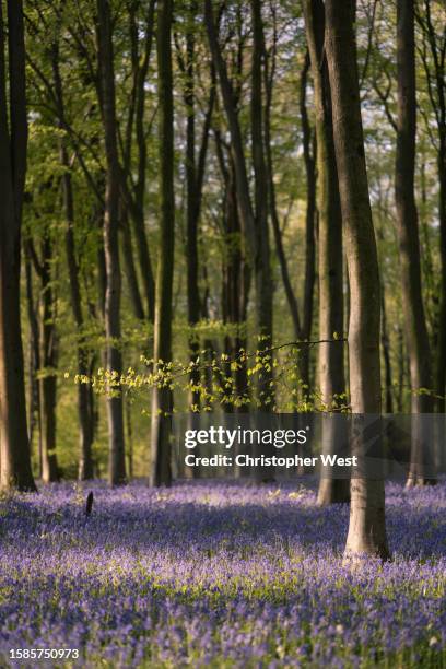 spring growth - winchester england stock pictures, royalty-free photos & images