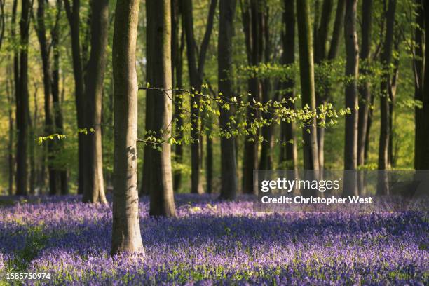 a branch and bluebells - winchester england stock pictures, royalty-free photos & images