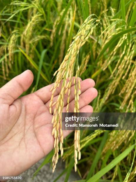 Persian Rice Field 1,328 Iranian Rice Stock Photos, High-Res Pictures, and Images - Getty ...