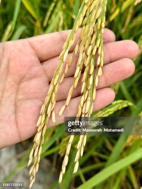 Persian Rice Field 1,381 Iranian Rice Stock Photos, High-Res Pictures, and Images - Getty ...