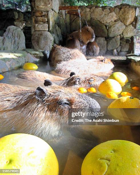 Spring Capybara 45 Capybara Hot Spring Stock Photos, High-Res Pictures, and Images ...