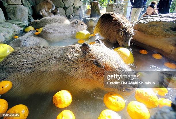 Spring Capybara Capybara Hot Spring Photos and Premium High Res Pictures - Getty Images