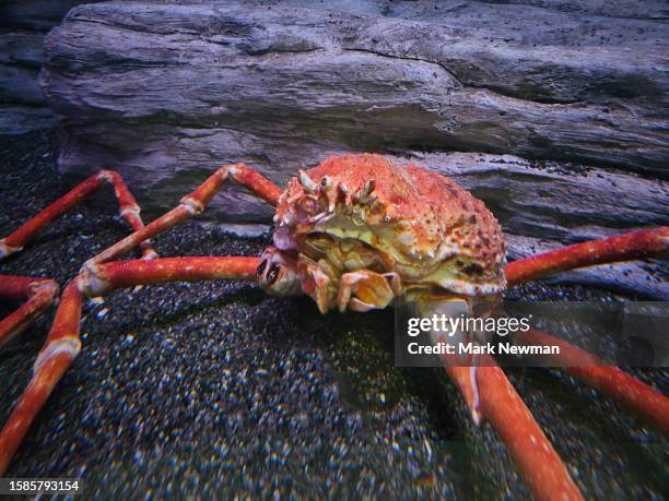 116 Japanese Crab Spider Stock Photos, High-Res Pictures, and Images