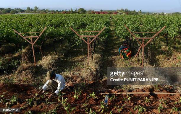 India-economy-wine-society-tourism,FEATURE by Rachel O'Brien In this photograph taken on December 1 an Indian worker checks plants at the Sula...