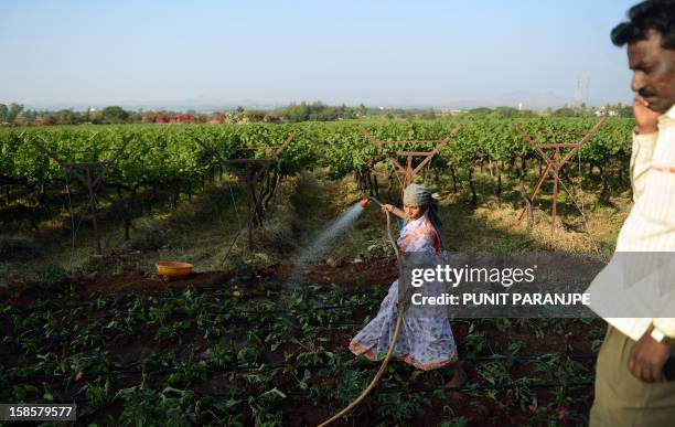 India-economy-wine-society-tourism,FEATURE by Rachel O'Brien In this photograph taken on December 1 an Indian worker sprays water at the Sula...