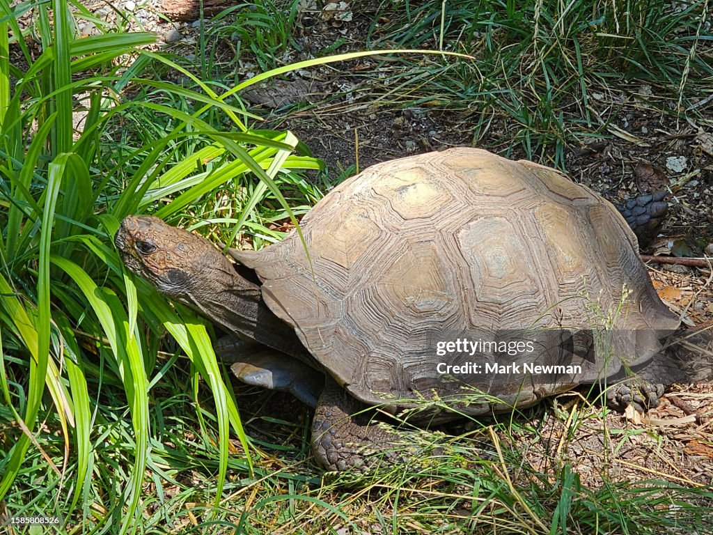 Asian brown tortoise