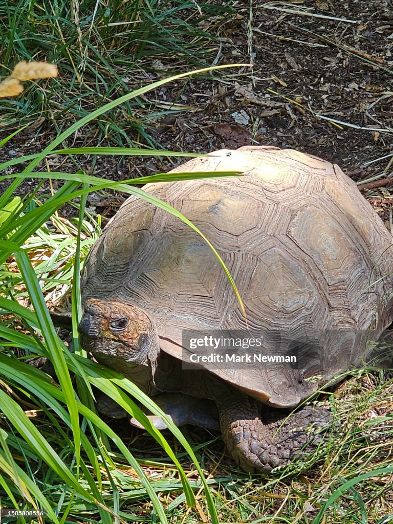 Asian brown tortoise