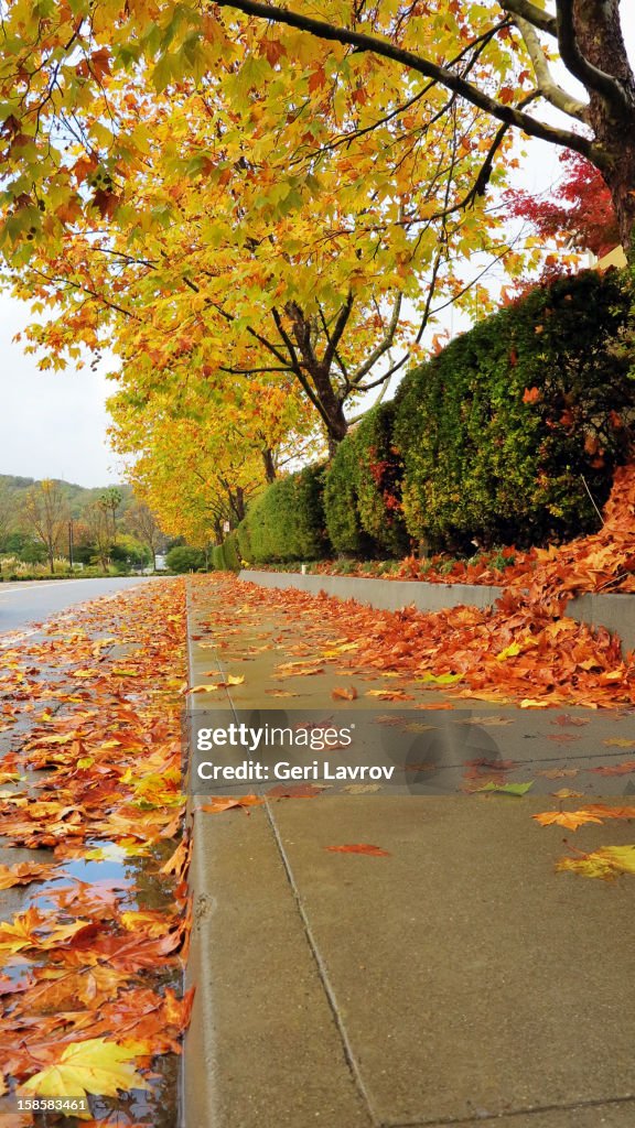 Leaves falling from trees in autumn on a sidewalk