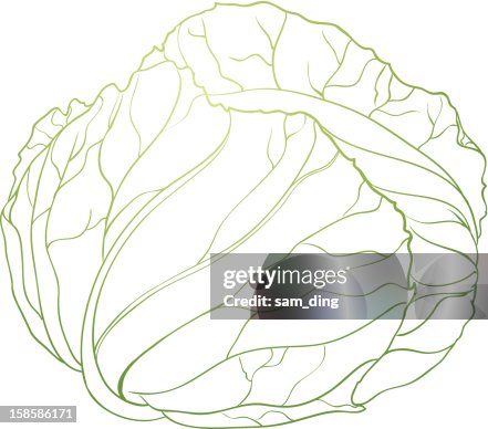 Cabbage Cabbage