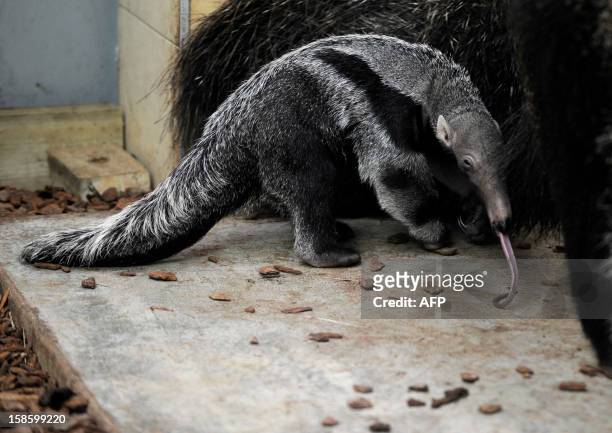 Baby anteater , born in captivity last December 6, is pictured next to its mother at Amneville Zoo, on December 20, 2012 in Amneville, eastern...