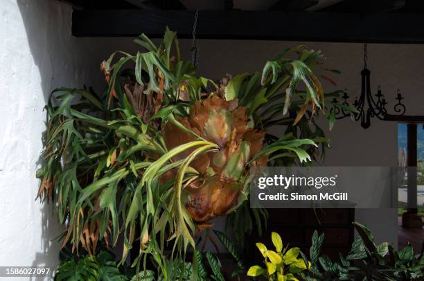 platycerium bifurcatum (commonly known as elkhorn fern or staghorn fern) hanging from the rafters of a colonial style house - elkhorn fern stock pictures, royalty-free photos & images