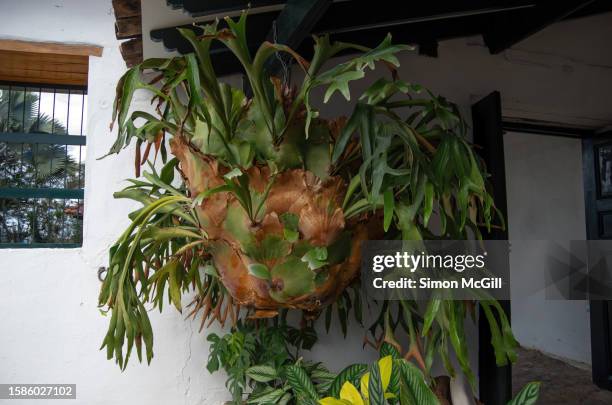 platycerium bifurcatum (commonly known as elkhorn fern or staghorn fern) hanging from the rafters of a colonial style house - elkhorn fern stock pictures, royalty-free photos & images